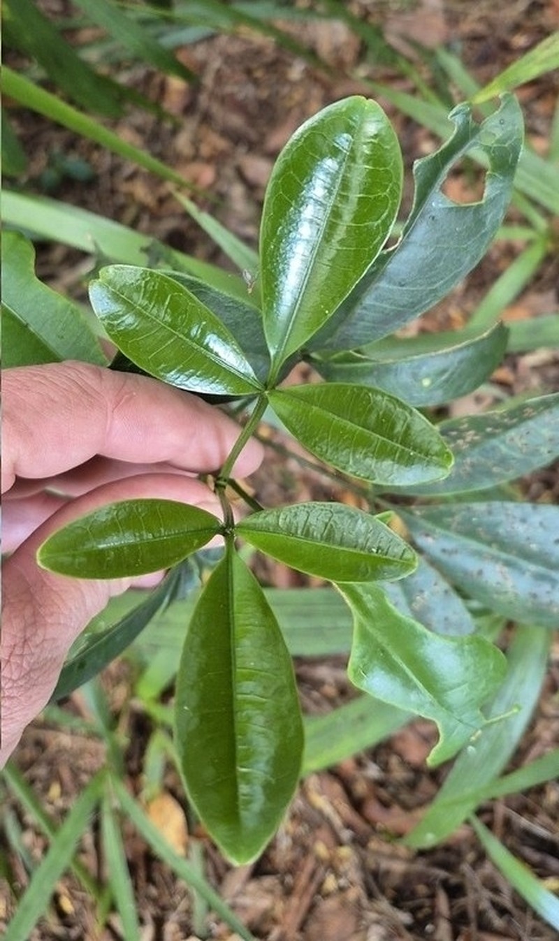 Acronychia chooreechillum photo 4