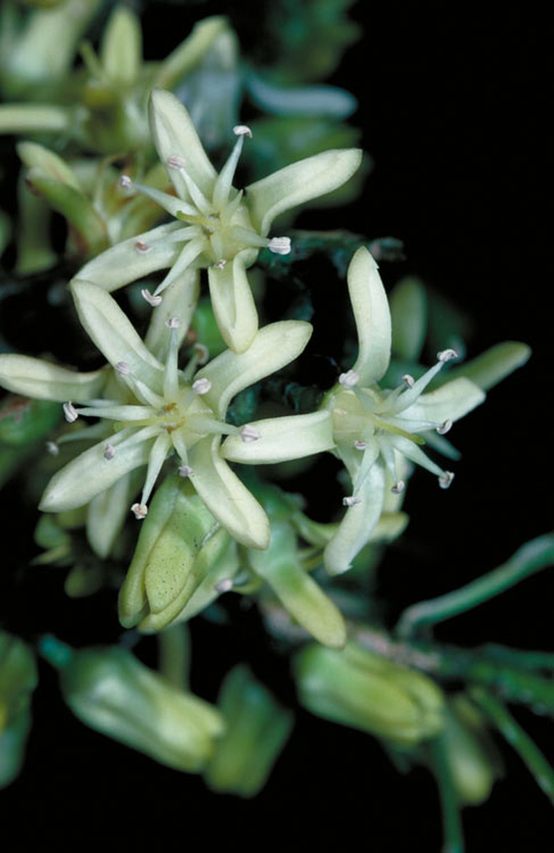 Acronychia crassipetala