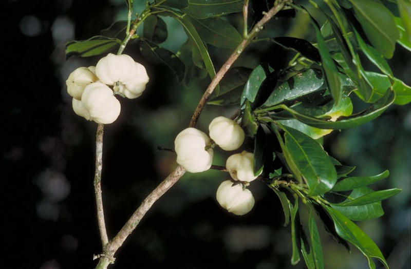 Acronychia crassipetala photo 4