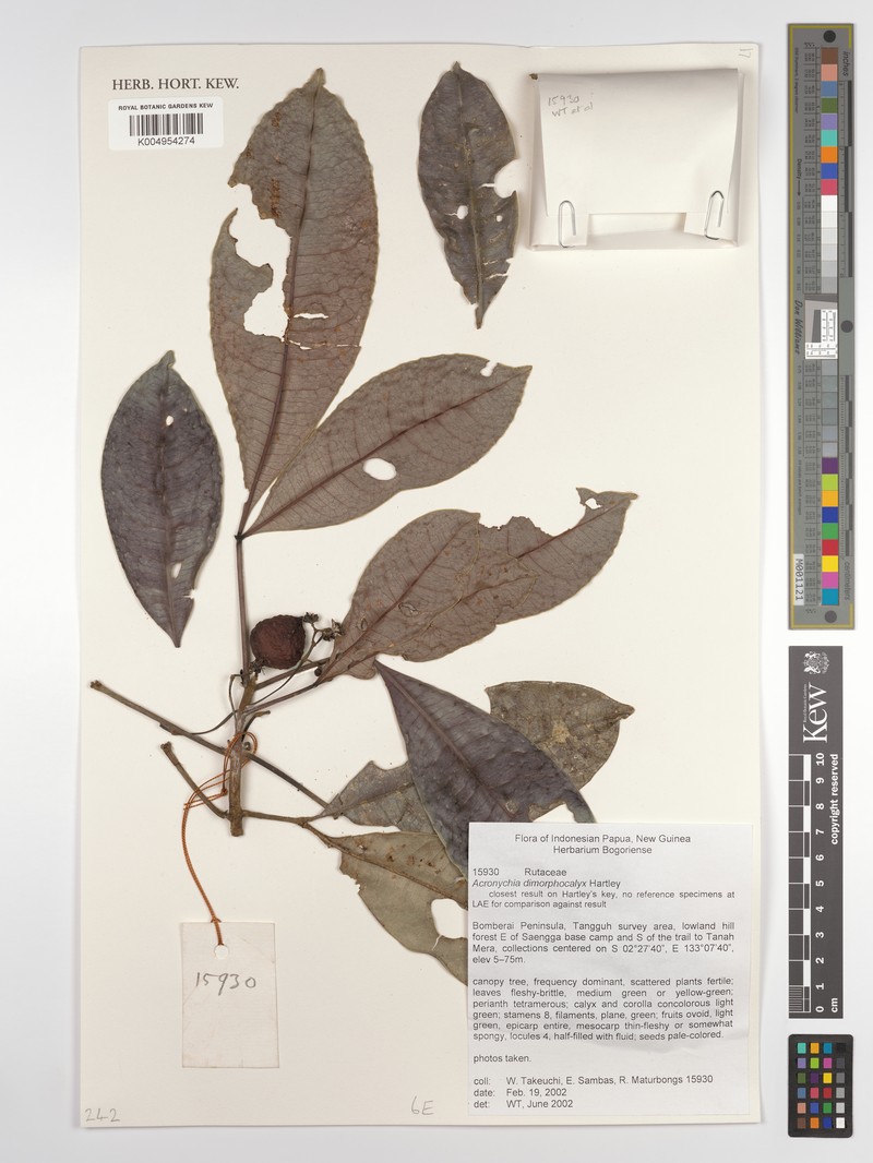 Acronychia dimorphocalyx