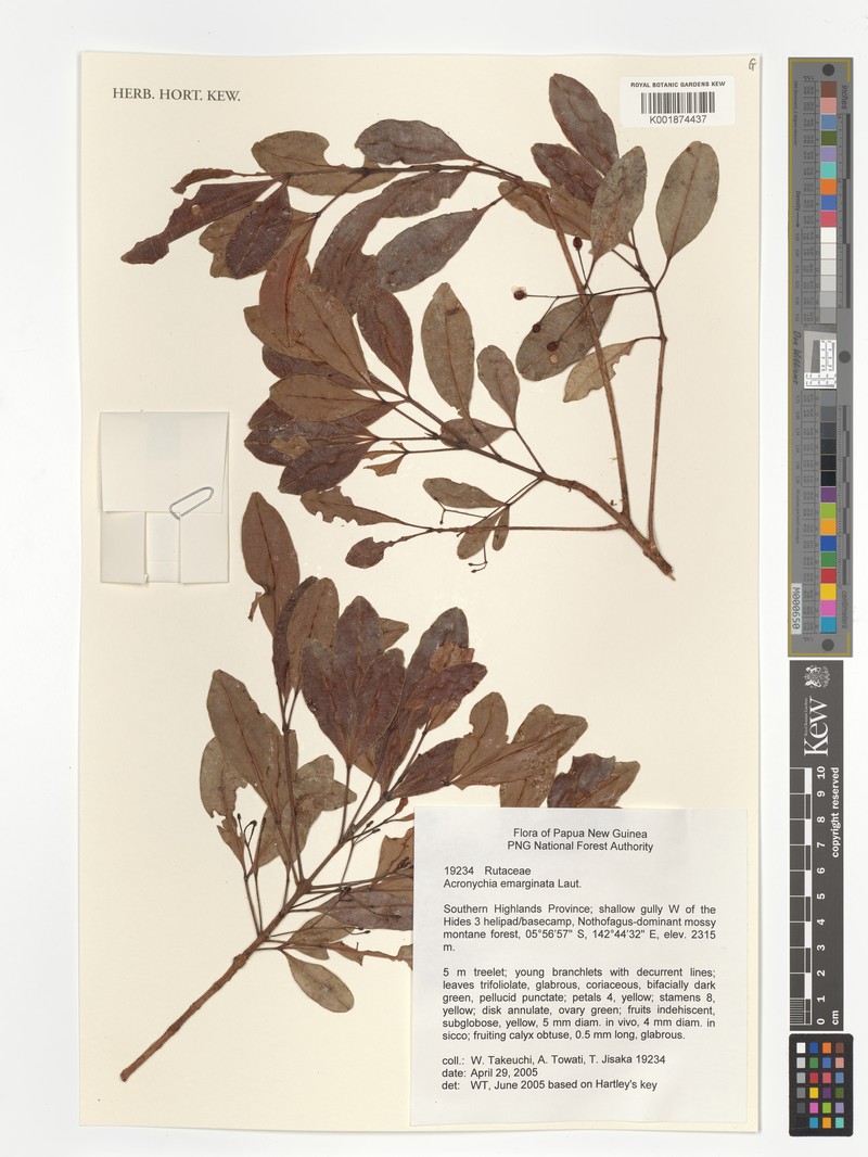 Acronychia emarginata