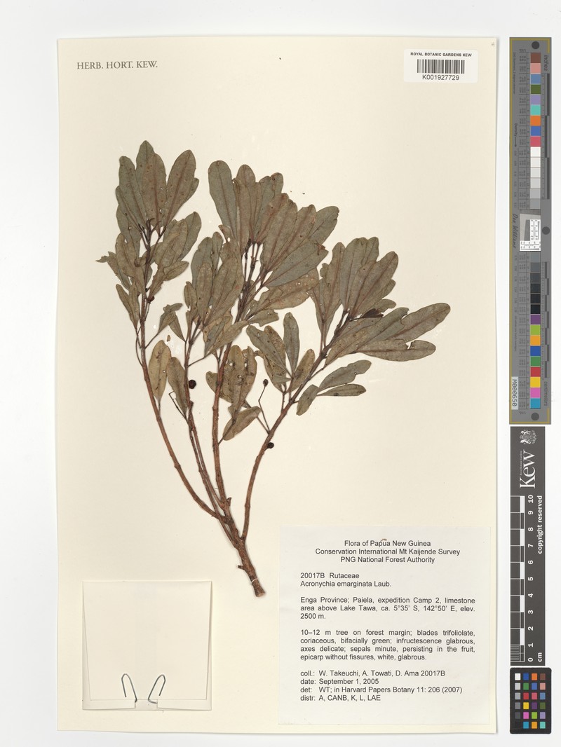 Acronychia emarginata photo 2