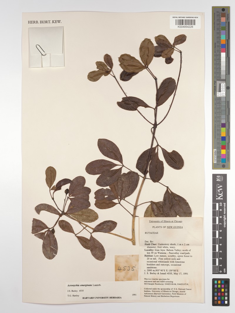 Acronychia emarginata photo 3