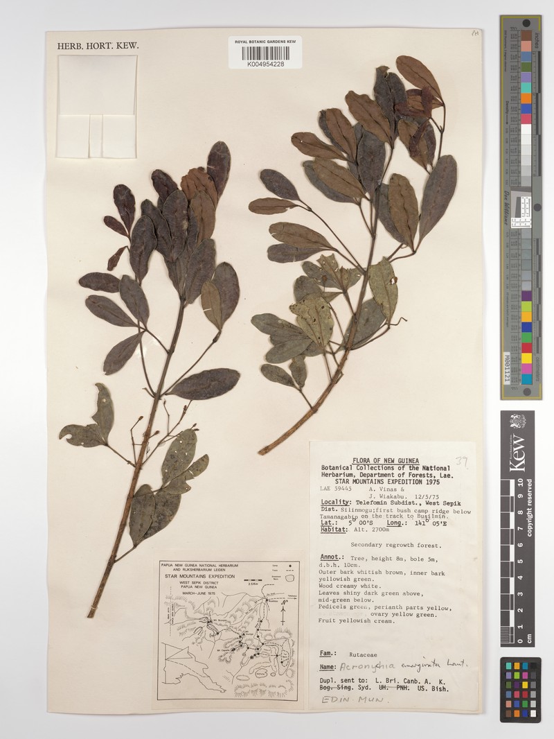 Acronychia emarginata photo 4