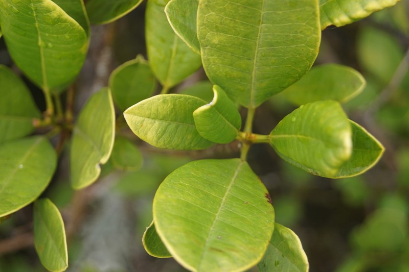 Acronychia eungellensis