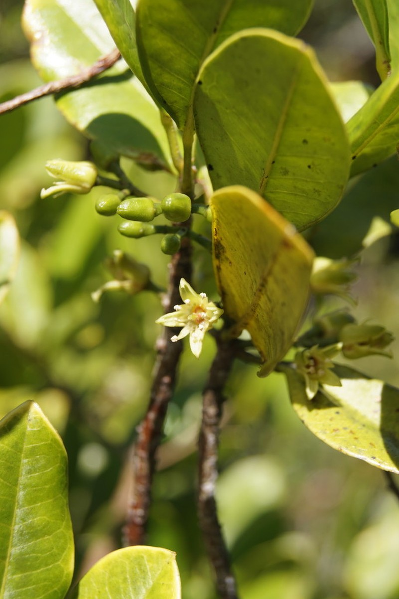 Acronychia eungellensis photo 2