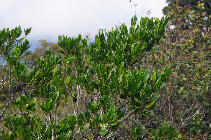 Acronychia eungellensis photo 3