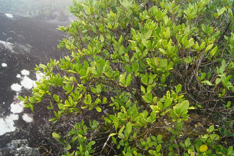 Acronychia eungellensis photo 4