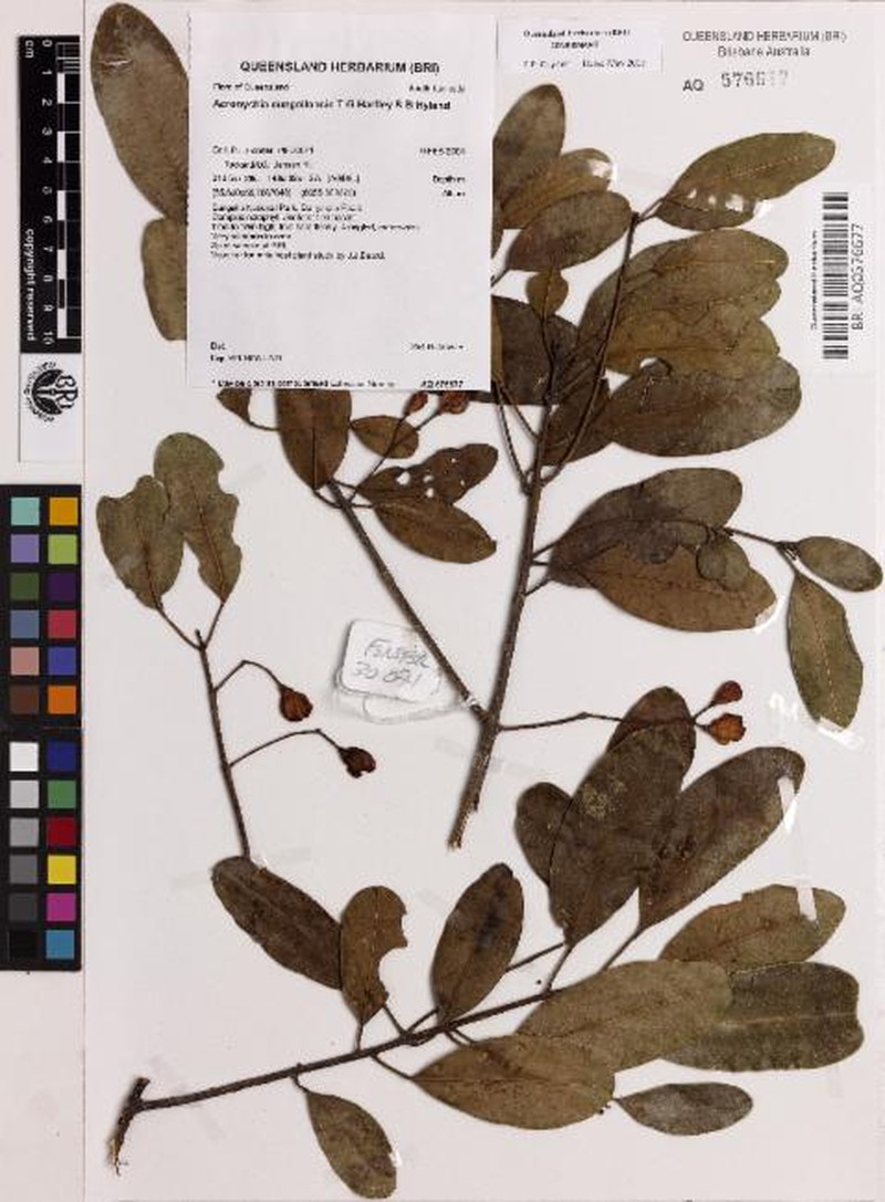Acronychia eungellensis photo 5