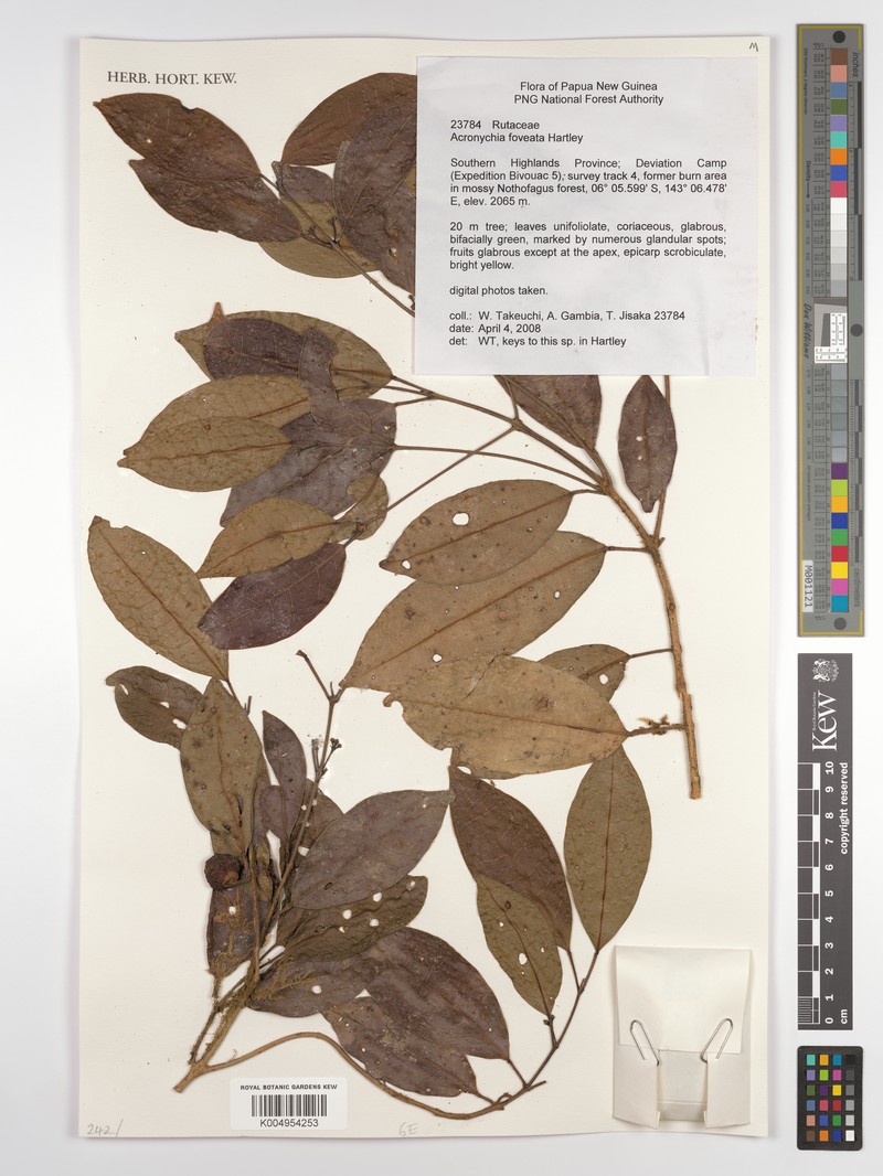 Acronychia foveata