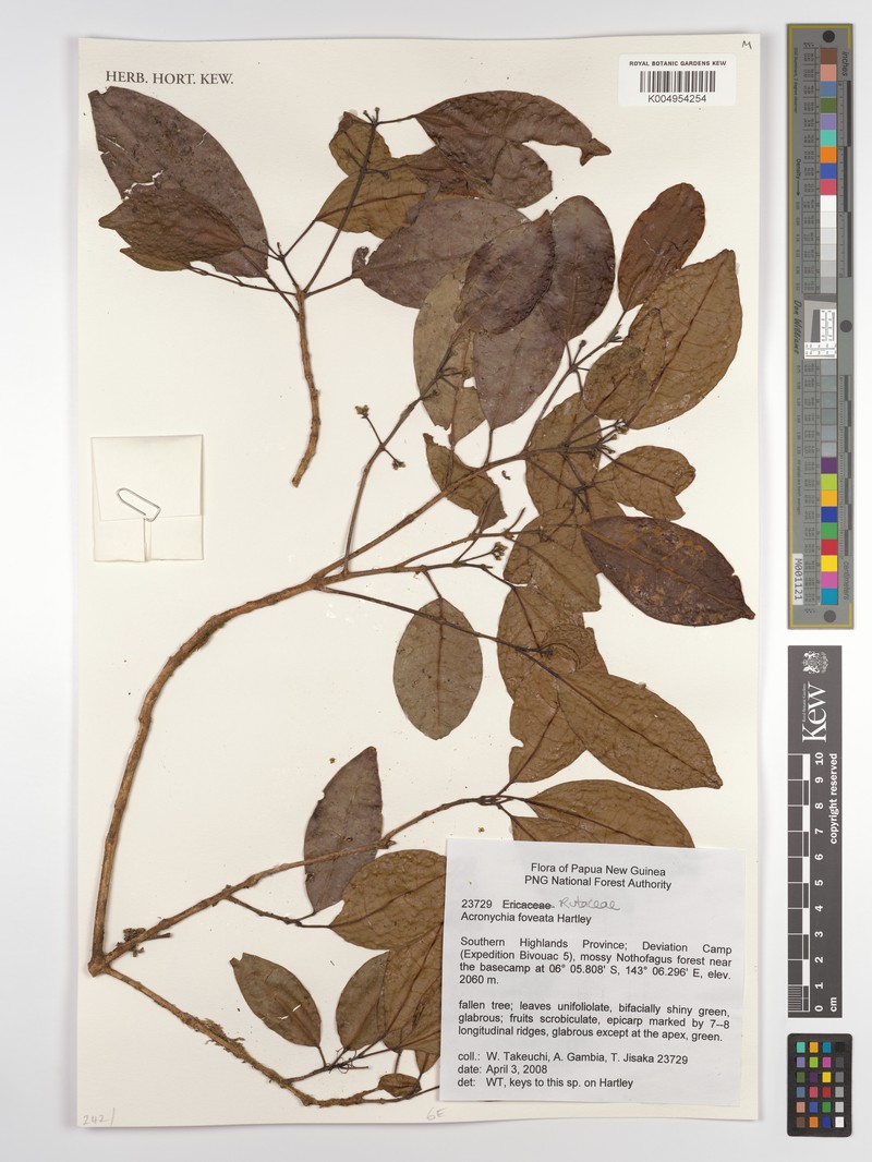 Acronychia foveata photo 2