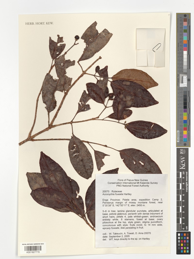Acronychia foveata photo 3