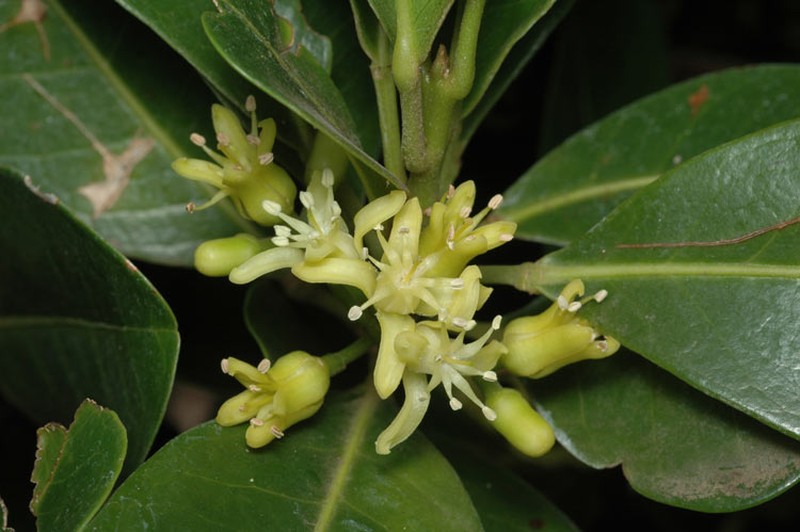 Acronychia imperforata