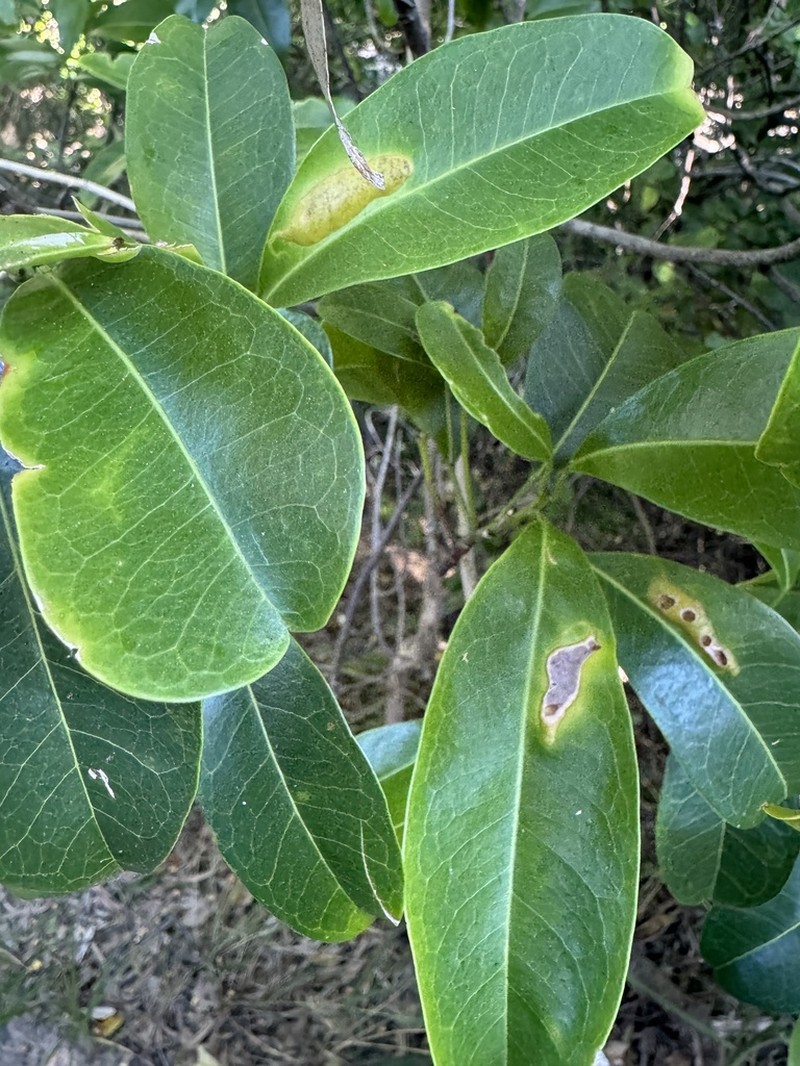 Acronychia imperforata photo 2