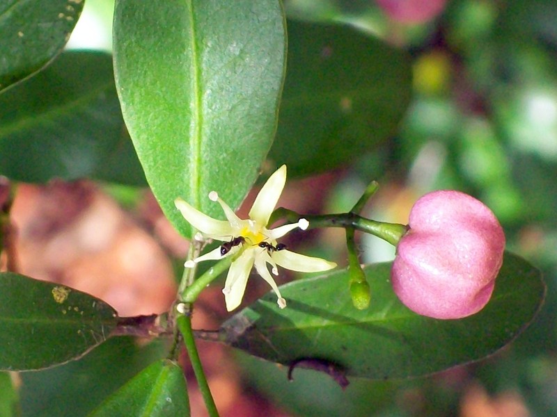 Acronychia laevis