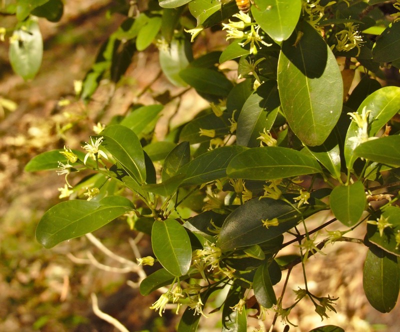 Acronychia laevis photo 2
