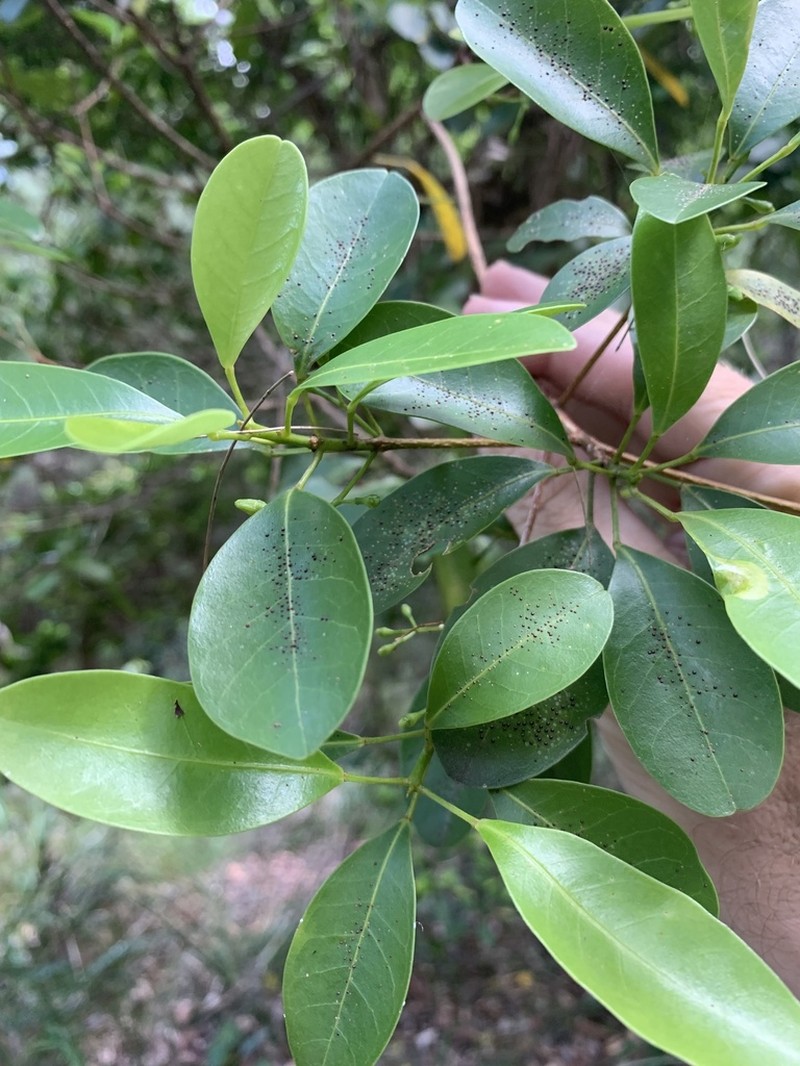 Acronychia laevis photo 5