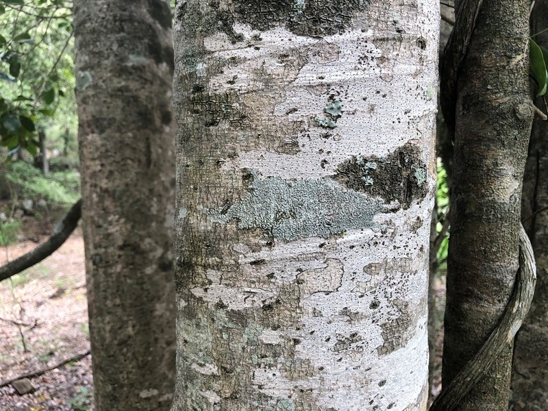 Acronychia laevis photo 7