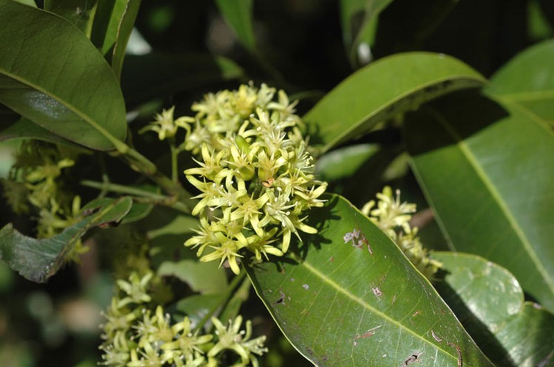 Acronychia littoralis