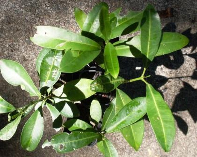 Acronychia littoralis photo 2