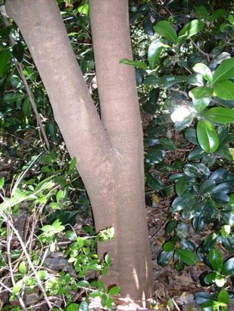 Acronychia littoralis photo 3