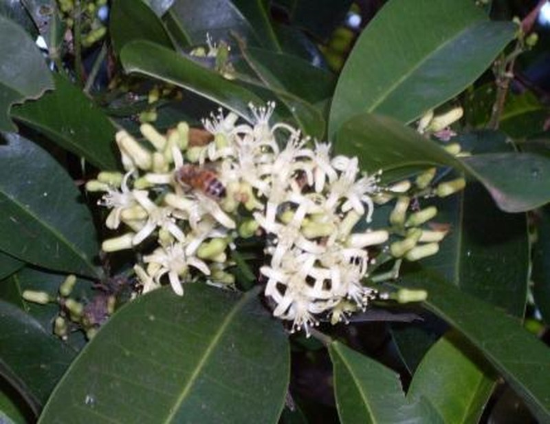 Acronychia littoralis photo 6