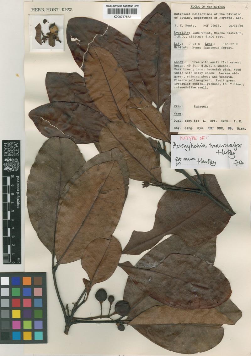 Acronychia macrocalyx