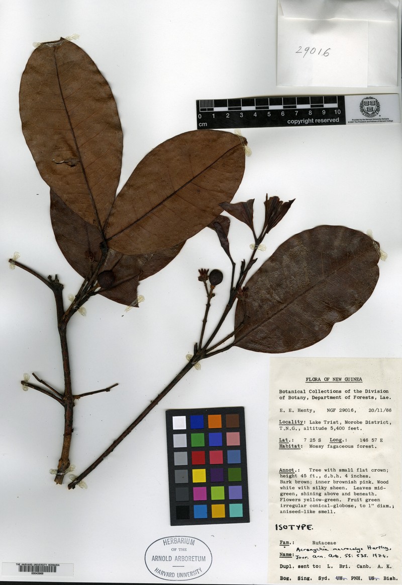 Acronychia macrocalyx photo 2