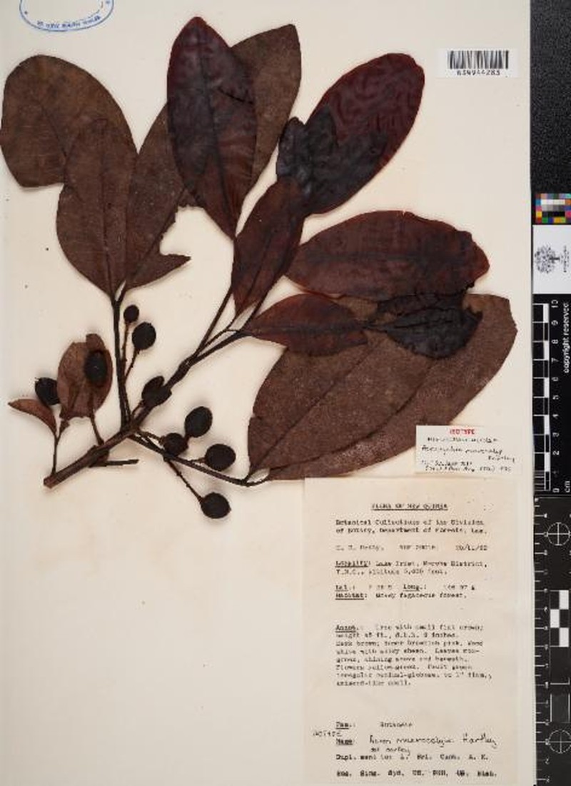 Acronychia macrocalyx photo 3