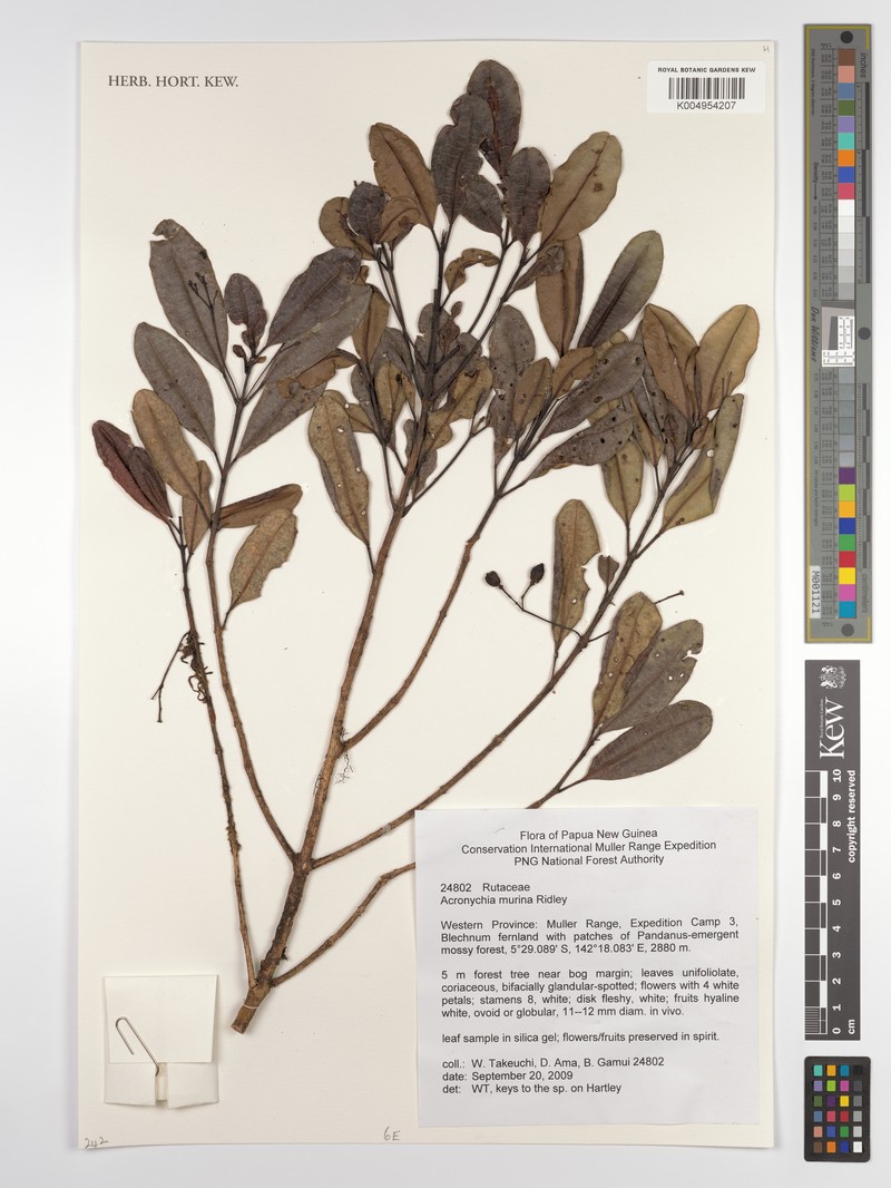 Acronychia murina