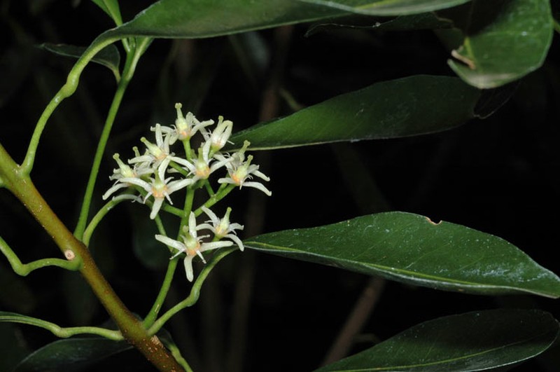 Acronychia oblongifolia