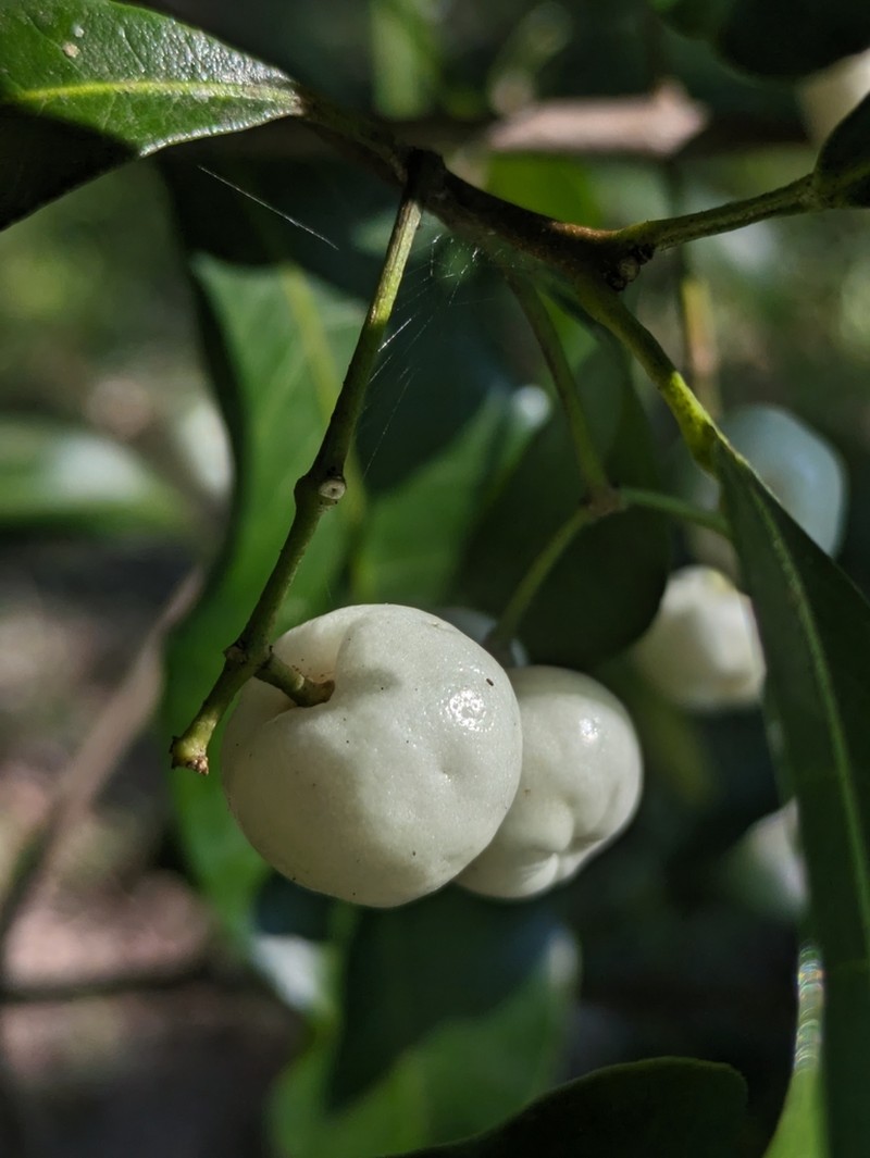 Acronychia oblongifolia photo 2