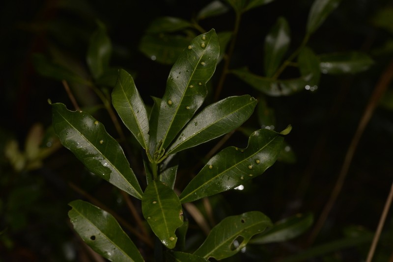 Acronychia oblongifolia photo 3