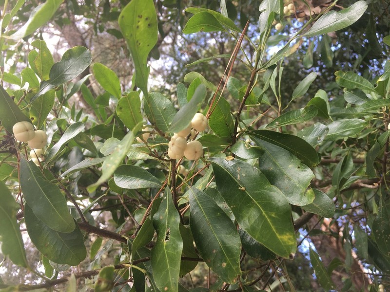 Acronychia oblongifolia photo 4