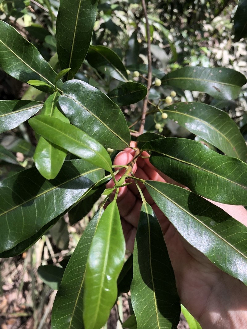 Acronychia oblongifolia photo 5