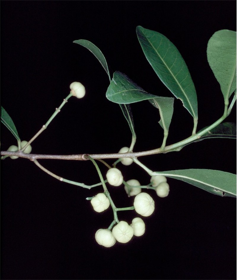 Acronychia oblongifolia photo 6