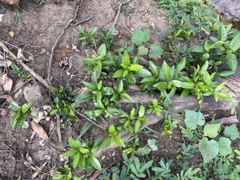 Acronychia oblongifolia photo 7