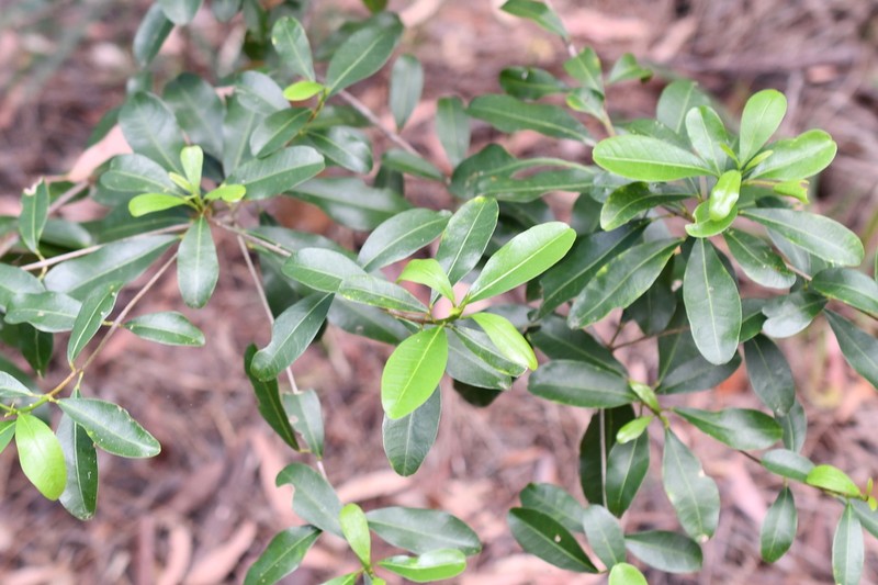 Acronychia oblongifolia photo 8