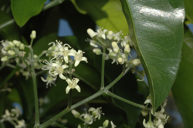 Acronychia octandra