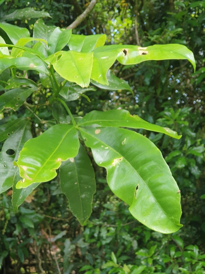 Acronychia octandra photo 2