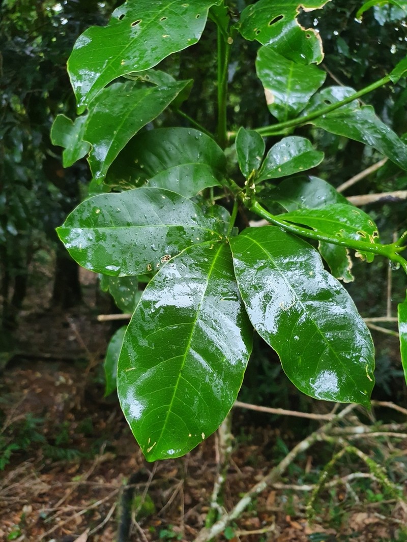 Acronychia octandra photo 3
