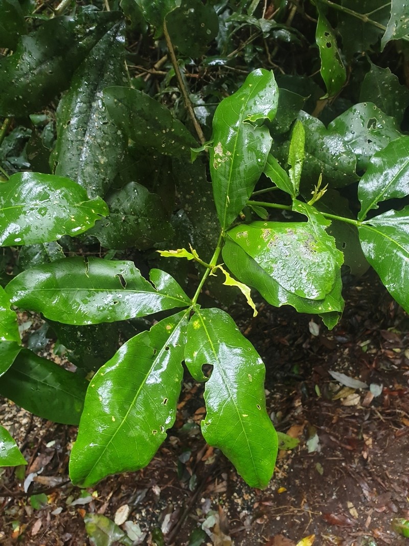 Acronychia octandra photo 4