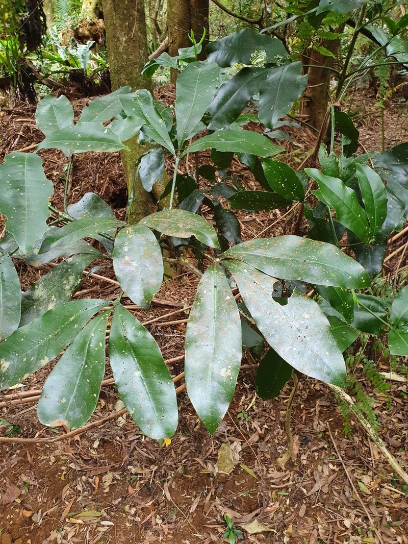 Acronychia octandra photo 5