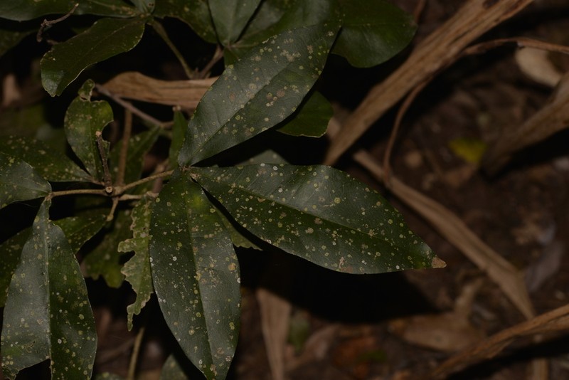 Acronychia octandra photo 6