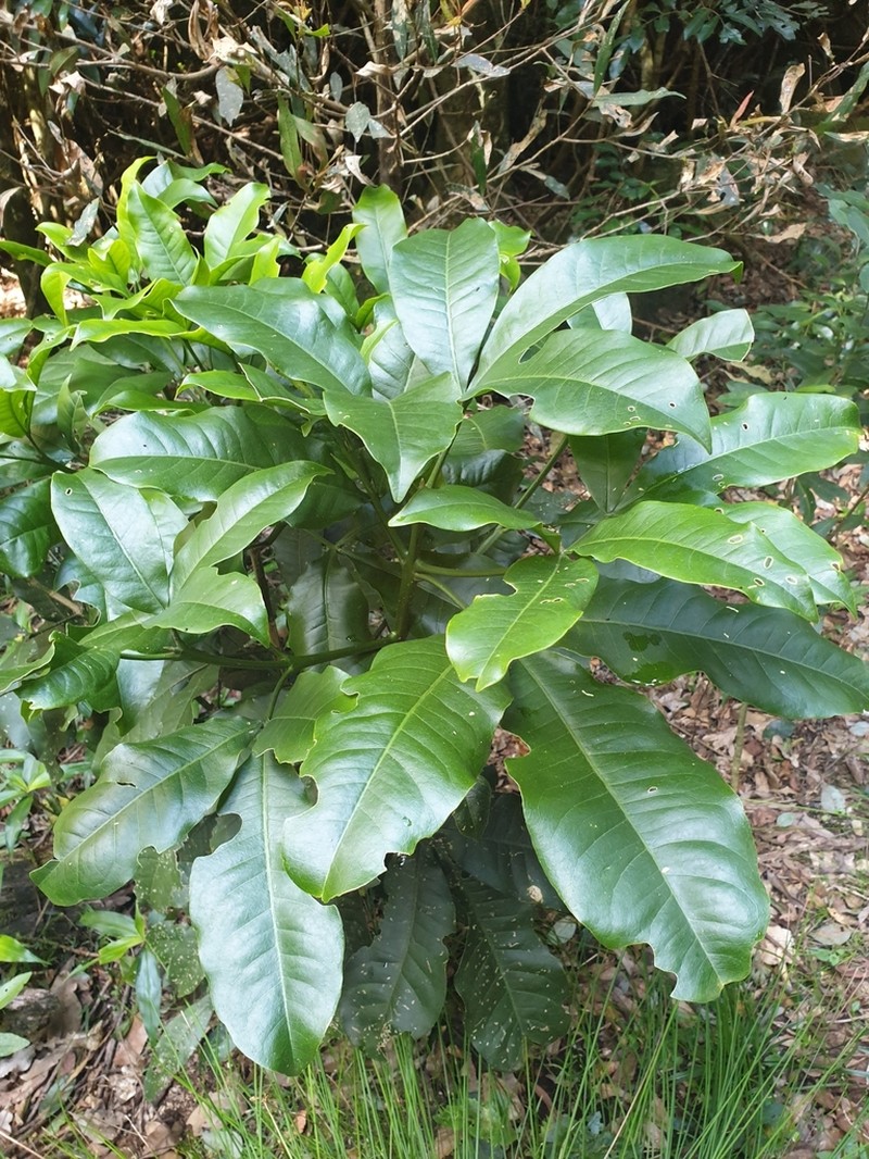 Acronychia octandra photo 8