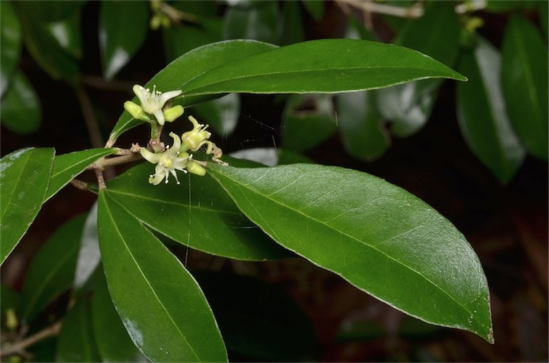 Acronychia parviflora