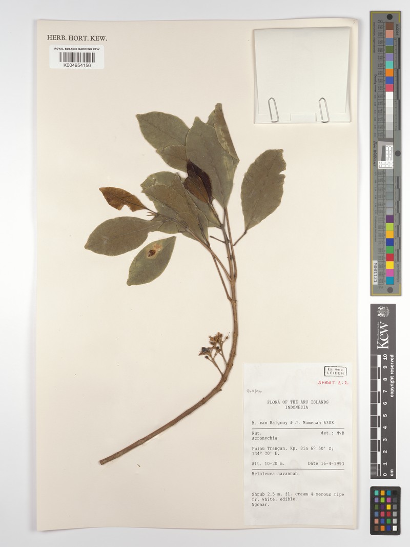 Acronychia parviflora photo 2