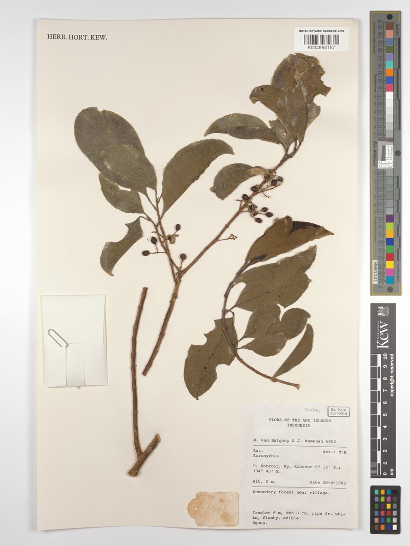 Acronychia parviflora photo 3
