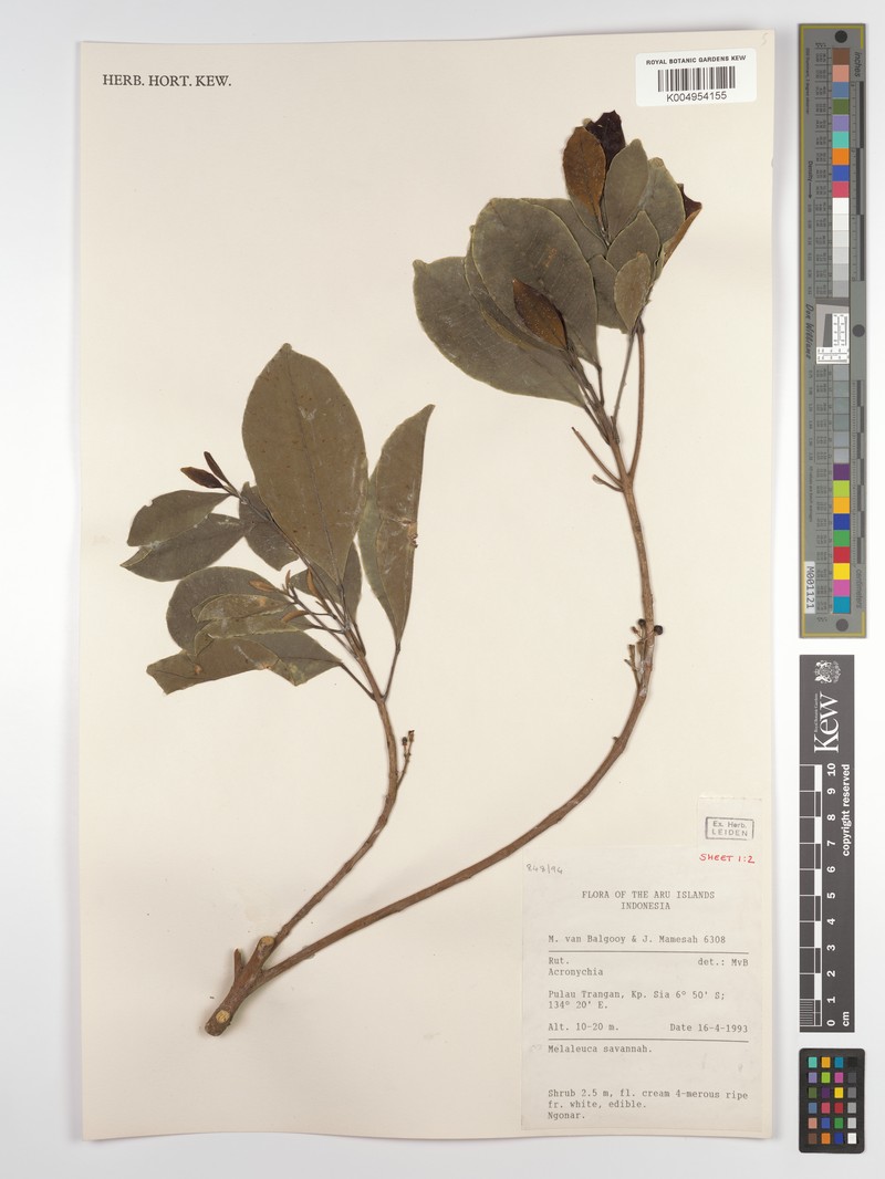 Acronychia parviflora photo 4
