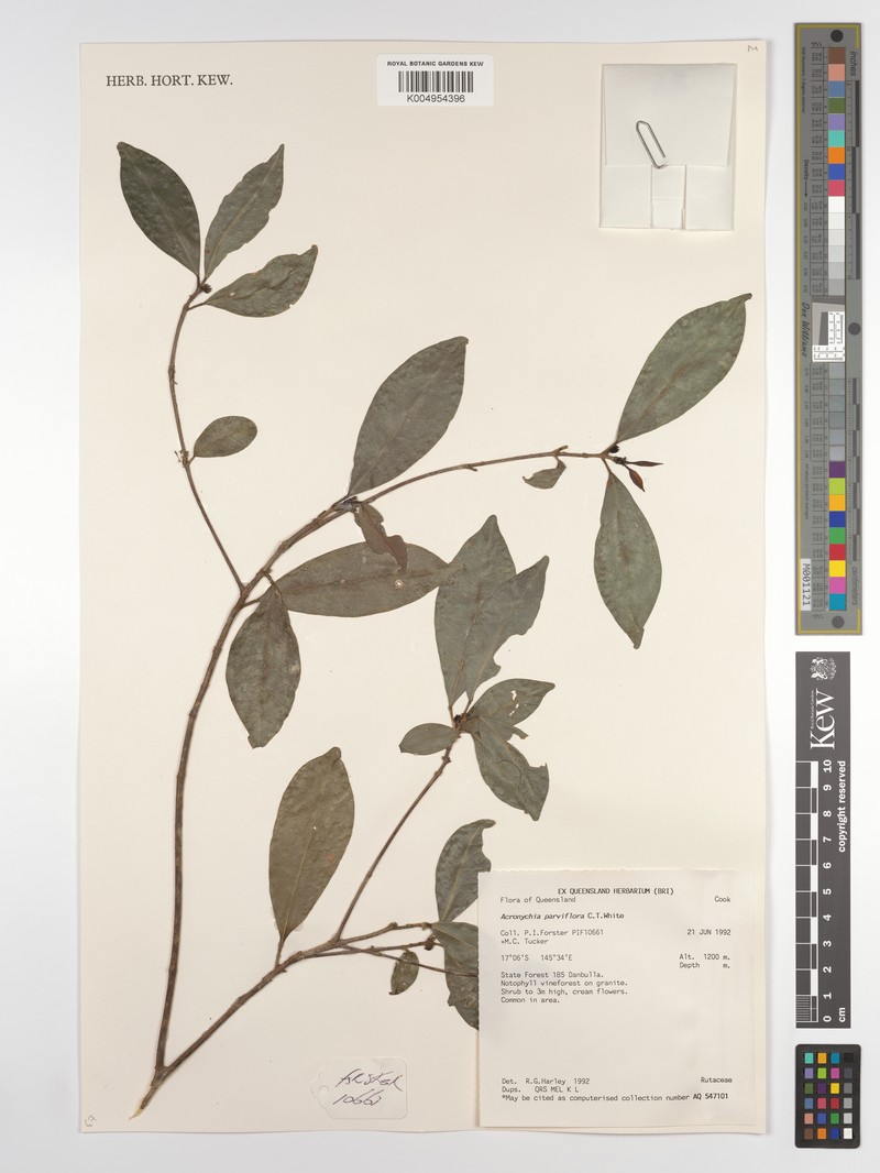 Acronychia parviflora photo 5